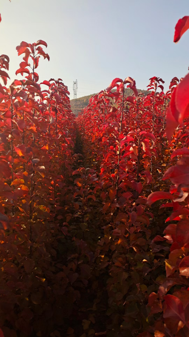 彩叶豆梨秋火焰在辽宁东部山区表现及其耐寒，变色效果特别好